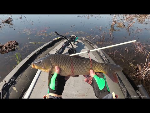 Видео: Охота на сазана CrossBow Fishing