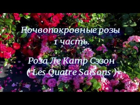 Видео: Почвопокровные розы  1 часть.Роза Ле Катр Сэзон (Les Quatre Saisons).  Питомник растений Е. Иващенко