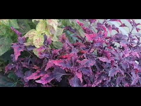 Видео: Прощальный взгляд на колеусы