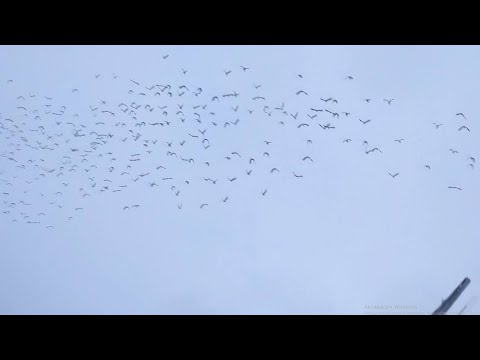 Видео: Закрытие осенней охоты на гуся 2024 г.