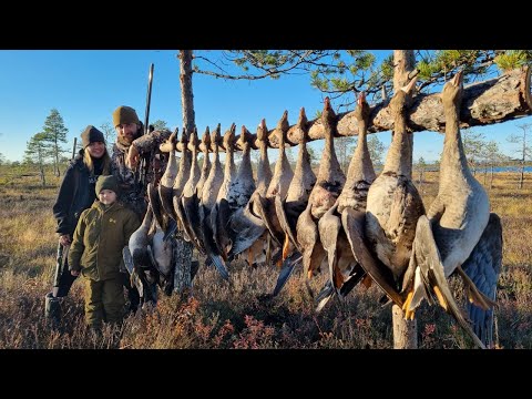 Видео: Охота на гуся только налеты/жена стреляет не хуже мужа/