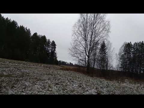 Видео: Нападение мстительного медведя