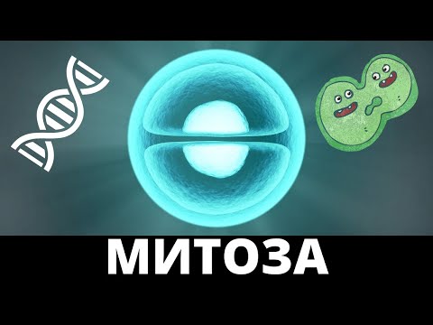 Видео: МИТОЗА I ВСИЧКИ ФАЗИ НА МИТОЗАТА I Видео Урок на Български
