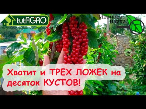 Видео: ТРИ ЧАЙНЫХ ЛОЖКИ НА ВЕДРО - И СМОРОДИНА КРУПНАЯ, СЛАДКАЯ, УРОЖАЙНАЯ! Подкормка смородины на налив!