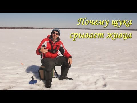 Видео: Почему щука срывает живца на жерлице