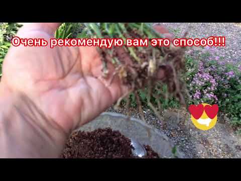 Видео: Короткая обрезка флорибунд-Потрясающий результат! черенкование роз в вермикулите-результат👍😍