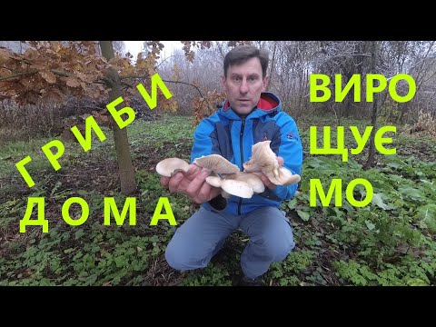 Видео: Гриби з корінчиків. Вирощуємо Гриби в домашніх умовах