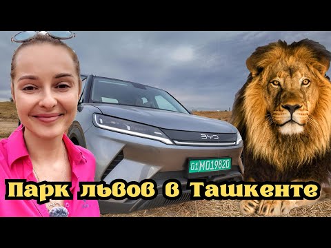 Видео: Ташкент: едем в Парк Львов на BYD  YUAN UP.
