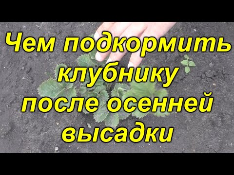 Видео: Чем нужно подкормить клубнику после осенней посадки.