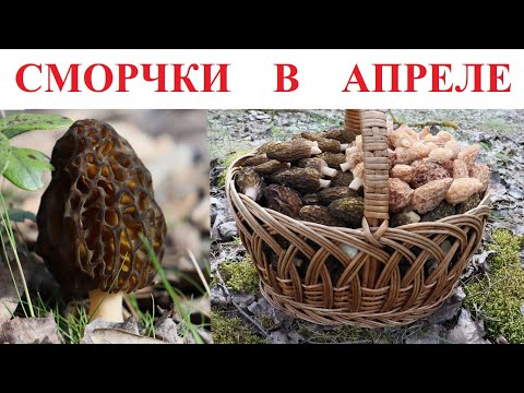 Видео: Сбор сморчков в апреле.