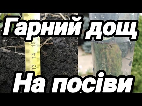 Видео: 1.10.25. Гарний дощ 🌧️на наші посіви.