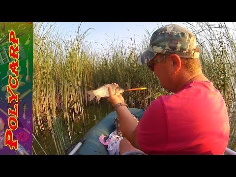 Видео: Ловля Карася на убойную снасть
