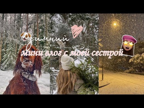 Видео: ||АНГЛИЙСКИЙ КОКЕР СПАНИЕЛЬ|| мини vlog, прогулка