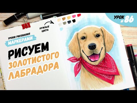 Видео: Как нарисовать собаку породы золотистый лабрадор ретривер? / Видео-урок по рисованию маркерами #86