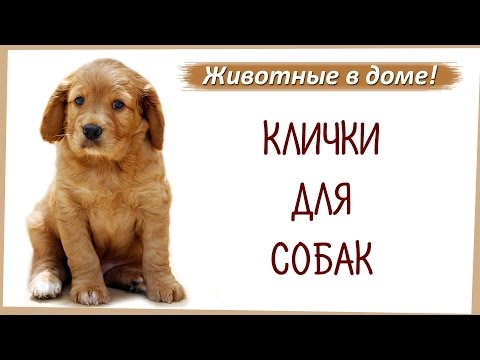 Видео: Клички, имена для собак.