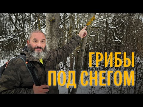 Видео: Грибы в середине декабря. Мытищинский лесопарк. Михаил Вишневский
