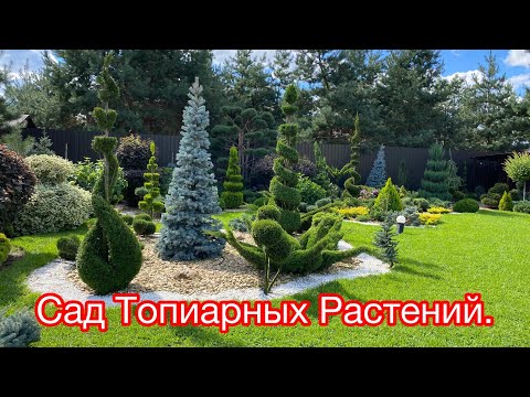 Видео: Сад топиарных Растений. Eva Topiary garden. Мой сад, давно вам не показывала как он подрос.