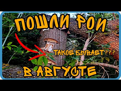 Видео: ПРОВЕРКА ЛОВУШЕК В СЕРЕДИНЕ АВГУСТА. РОИ ЛЕТЯТ. Я В ШОКЕ 😨⬇️