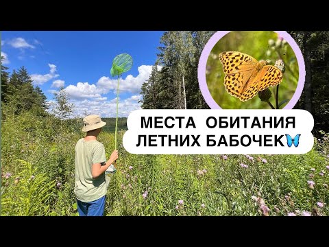 Видео: БАБОЧКИ МАКУШКИ ЛЕТА 🦋МЕСТА ОБИТАНИЯ