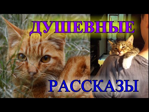 Видео: ДУШЕВНЫЕ    РАССКАЗЫ❤️ДРУГАЯ САША❤️ВИТЬКА БЕШЕНЫЙ И ВОЛШЕБНЫЙ ФЛОМАСТЕР @TEFI РАССКАЗЫ