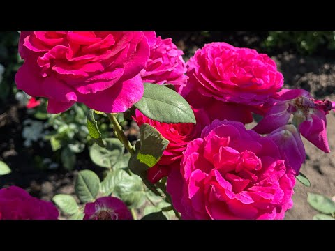 Видео: Огляд троянд середина серпня частина 3