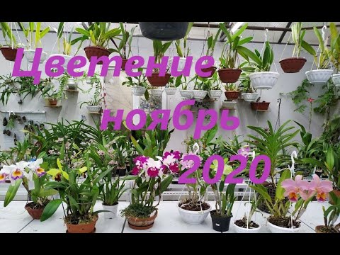 Видео: Цветение Ноябрь 2020. Blc. George King `Serendipity'