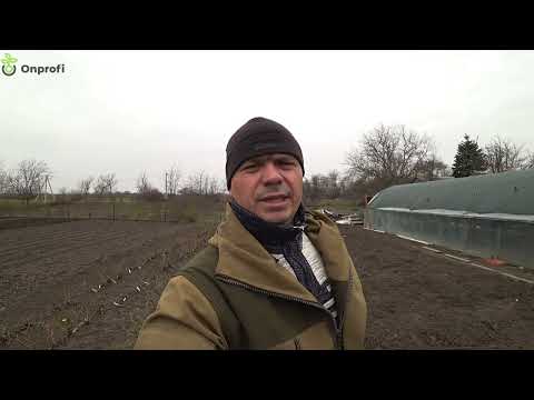 Видео: Весна пришла! Самая простая, но самая эффективная обрезка роз!