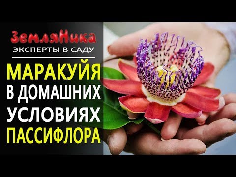 Видео: Пассифлора на подоконнике. Пассифлора комнатная или Страстоцвет. Уход в домашних условиях