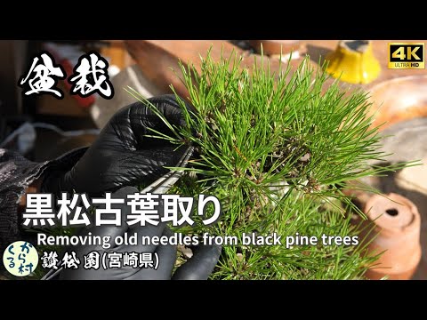 Видео: [Бонсай] Удаление старых листьев с черной сосны осенью