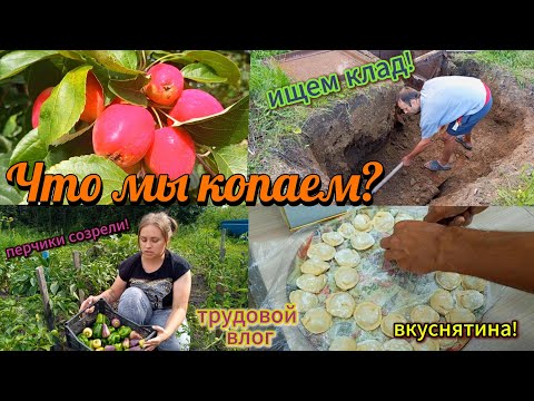 Видео: ИЩЕМ КЛАД! /МУЖ ГОТОВИТ ПЕЛЬМЕНИ!/СОБИРАЕМ УРОЖАЙ ПЕРЦА