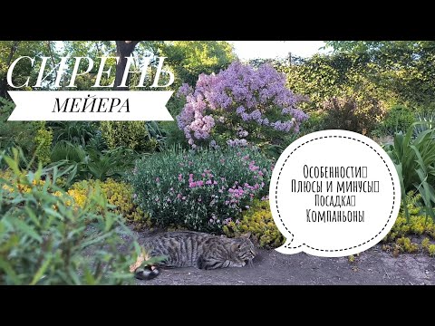 Видео: Сирень Мейера: чем отличается от обычной сирени и как ее выращивать.