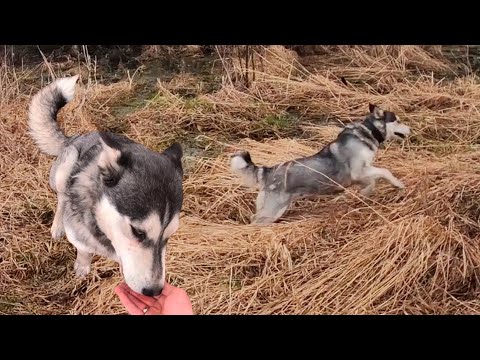 Видео: Собака Хаски убегает. Что делать? Решение