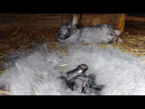 Видео: Кролиководство! Обзор крольчатника после окролов четырех крольчих!