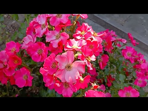 Видео: 💥🌹Потужна,рясно квітуча Штадт Ром(Stadt Rom) в порівнянні з флорибундою .Троянди першорічки.