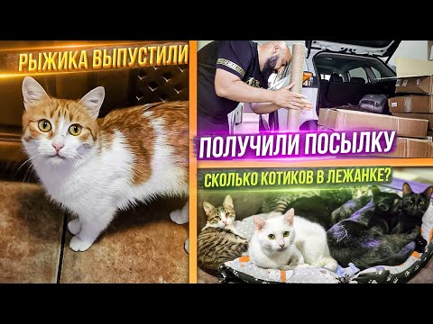 Видео: Выпустили Рыжика из КотиЗала.  Васек получил штрафной, поместили в КотиЗал. Получаем посылку.