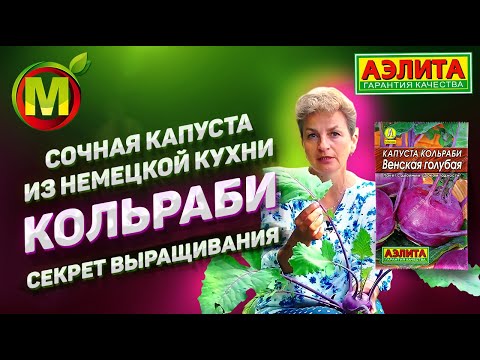 Видео: Капуста Кольраби, почему и как ее нужно выращивать. Секрет хорошего урожая