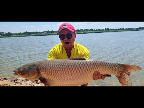 Видео: Лучшая Амур рыбалка на Ферментированную кукурузу в жару