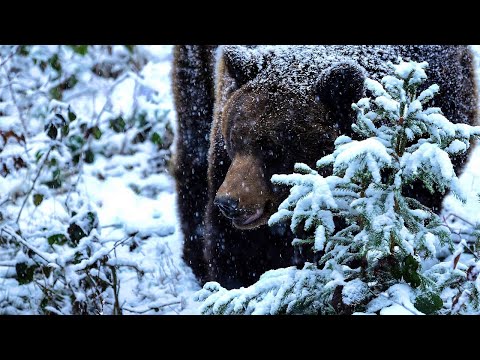Видео: 🐻🐻/Странный Медведь шатун/ Загадочный  случай в тайге/