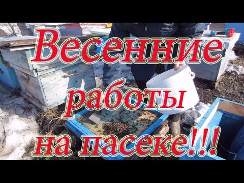 Видео: ПЕРВЫЕ ВЕСЕННИЕ РАБОТЫ НА ПАСЕКЕ С ПЧЁЛАМИ, ОСМОТР КОРМОВ И ЧИСТКА ДОНЬЕВ, 🔥🔥🔥