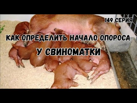 Видео: Как определить начало опороса у свиноматки.