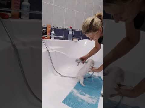 Видео: купаем щенка Бишон фризе