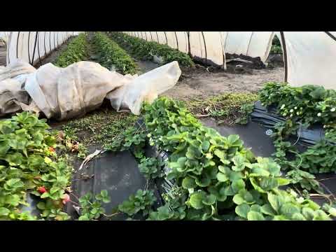 Видео: 1 ноября 2025 г.