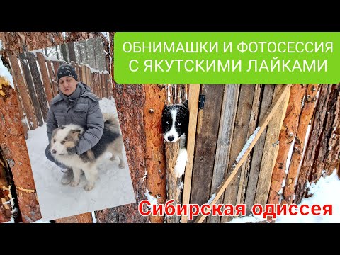 Видео: Обнимашки с ЯКУТСКИМИ ЛАЙКАМИ /Сибирский одиссей / Hugs with siberian huskies