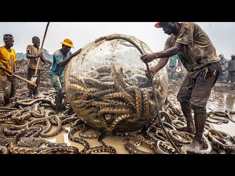 Видео: Вот Почему Австралия Запретила Есть Змей