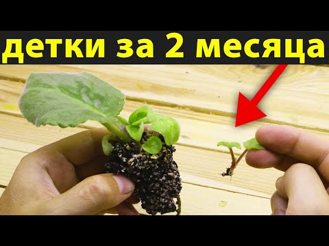 Видео: Теперь только на ФИТИЛЕ буду УКОРЕНЯТЬ ЛИСТЬЯ фиалки! Детки появляются НАМНОГО БЫСТРЕЕ!