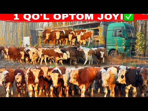 Видео: SEMENTAL BUQALAR YANGI KELDI 1 QO’L OPTOM JOYI👍👍👍👍18 ноября 2025 г.