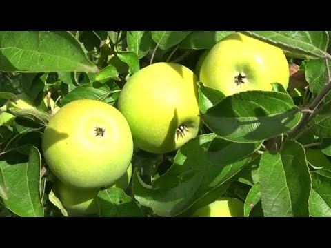 Видео: Наш любимый сорт / Яблоня РЕНЕТ МЛИЕВСКИЙ (устойчивый РЕНЕТ СИМИРЕНКО)