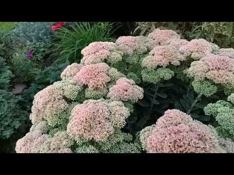 Видео: Растения для жаркого климата. Очиток. 🌱🍂