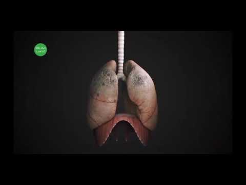 Видео: Тыныс алу