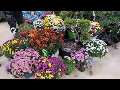 Видео: ЯРМАРКА "ДАЧНЫЙ СЕЗОН" г.Ростов-на-дону